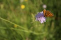 Butterfly on violet wild cornflower in green grass Royalty Free Stock Photo